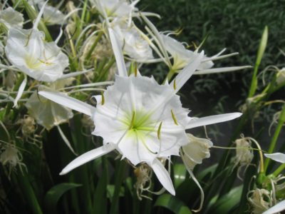 rocky shoals spider lily